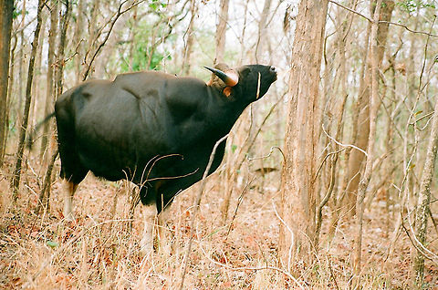 gava (Indian Bison)  Bos gaurus,Gaur,Geotagged,India,gaur,nutrition,teakwood