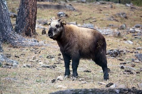 Takin (Budorcas taxicolor) of Bhutan  Bangladesh,Budorcas taxicolor,China,Fall,Geotagged,Takin,cow,goat,mix