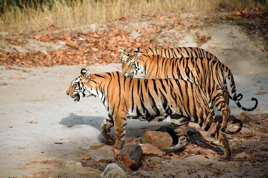 Three bengal tigers in India  Bengal tiger,Geotagged,India,Panthera tigris tigris,cubs,morning,tigress