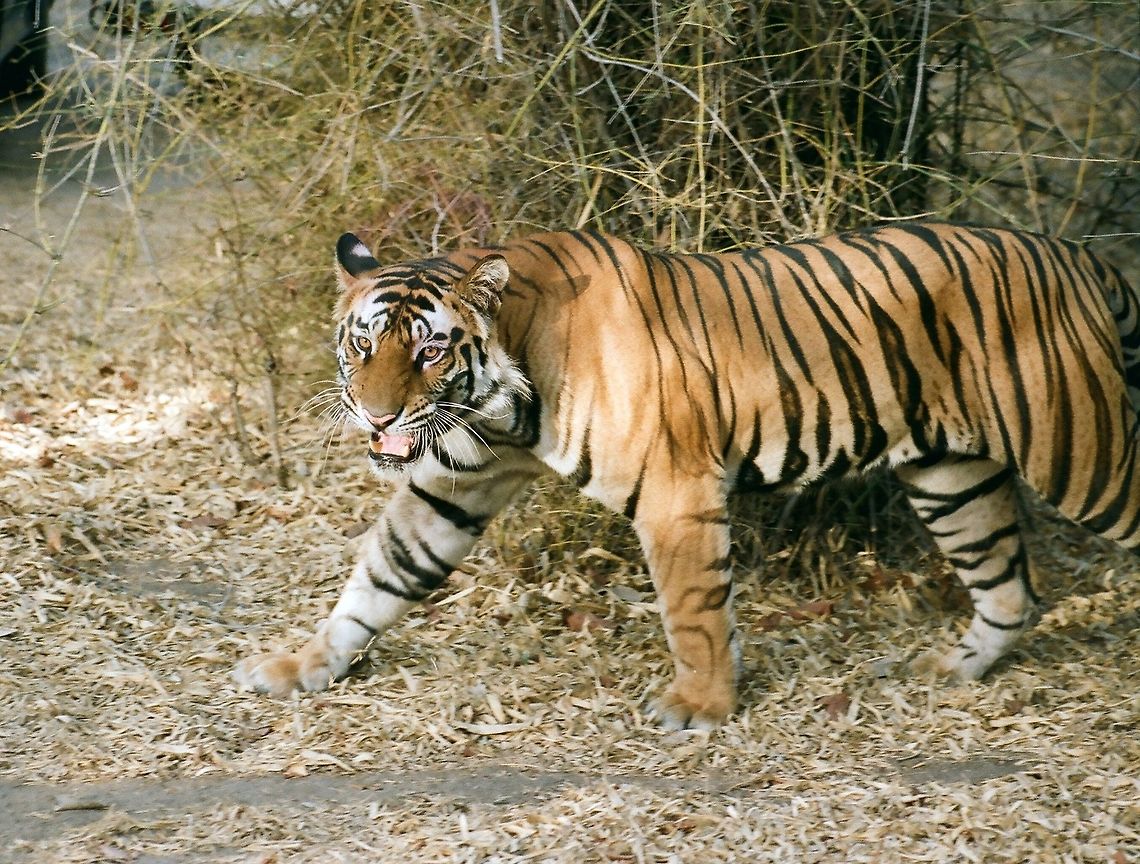 Tiger in Indian Jungle  Panthera tigris,Tiger,roaring,territory,tiger