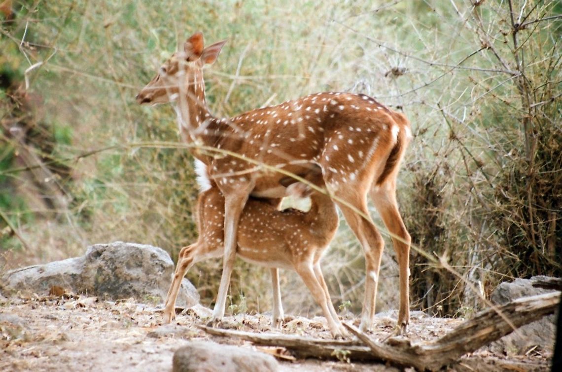 Intimate danger  Axis axis,Chital,Geotagged,India