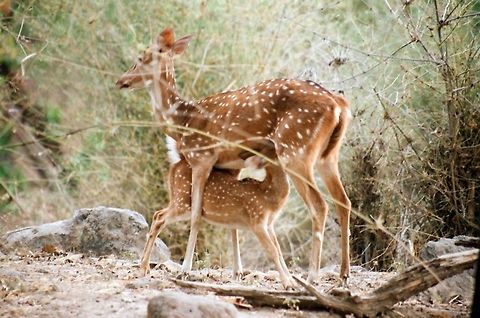 Intimate danger  Axis axis,Chital,Geotagged,India