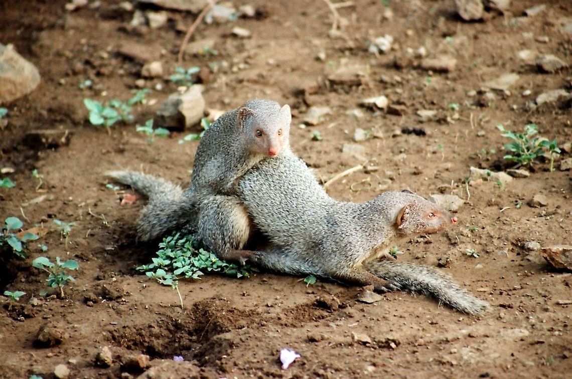 Common Dwarf Mongoose mating in India THE MATING MONGOOSES - seen here a couple of mongooses mating.These are known for their anti snake behavior and live in group.They look nice with shining grey fur and bright eyes.Very shy mammal have two or three babies at a time.They act as cleaner of the environment as they feed on dead animals etc.usually live digging holes in the ground. Common Dwarf Mongoose,Geotagged,Helogale parvula,Herpestes javanicus,India,Small Asian mongoose,grey,mongoose,redeyes