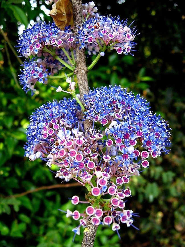 Spectacular Anjan flower plant THE &#039;ANJAN&#039; FLOWER PLANT - In the Western Ghats of India many beautiful flowering plants flower in summer.Here a flowering plant locally called &#039;ANJAN&#039;,flowers as seen in the image.Beautiful tiny blue -red flowers cover this big tree all over the ghats.The big bunch of the flowers present a spectacular view in the area.These big trees  full of  blue tiny flowers make the other wise hot journey  pleasant for a traveler. Anjan,Geotagged,Hardwickia binata,India,anjan,bunch,thousands,tiny