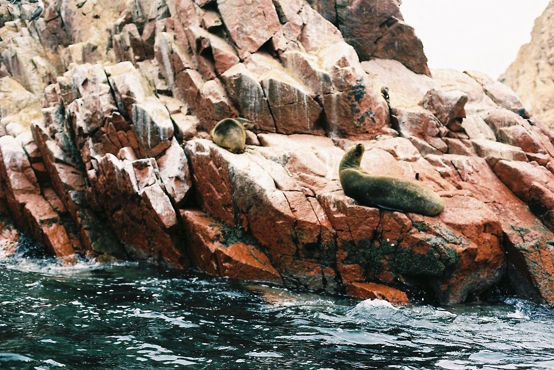 South American sea lion in Peru  Geotagged,Otaria flavescens,Peru,South American sea lion