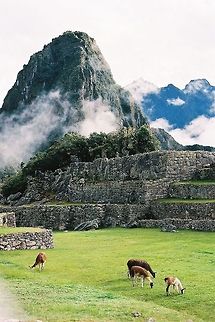 Llamas in Peru  Geotagged,Lama glama,Llama,Peru