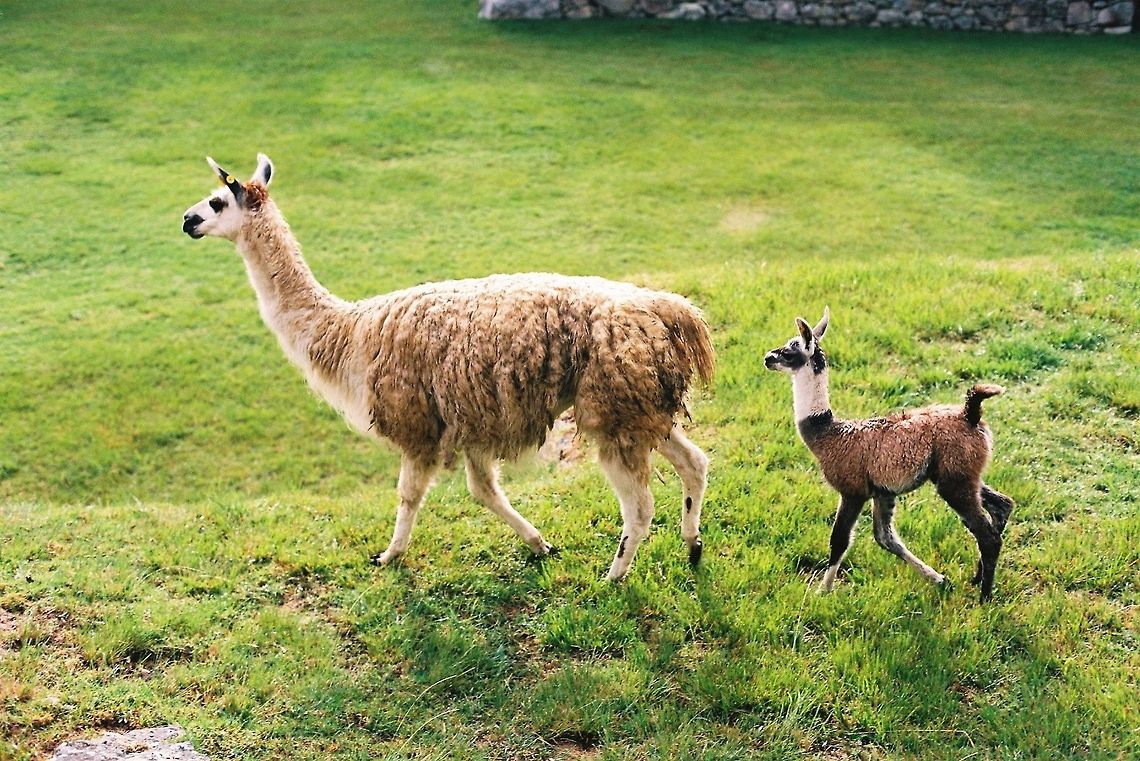 Alpaca and baby  Alpaca,Geotagged,Lama glama,Llama,Peru,Vicugna pacos