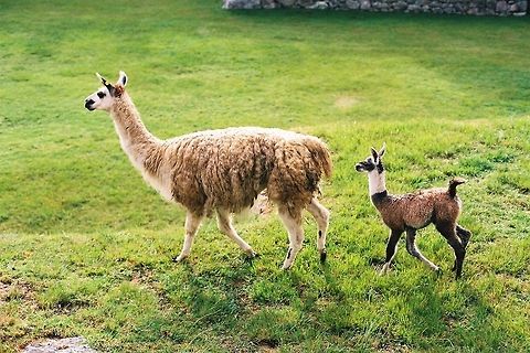 Alpaca and baby  Alpaca,Geotagged,Lama glama,Llama,Peru,Vicugna pacos