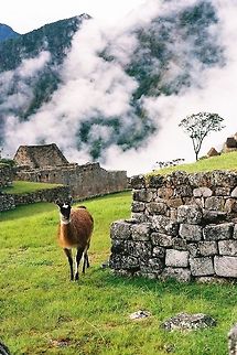 Llama in Peru 2  Geotagged,Lama glama,Llama,Peru