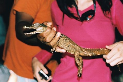 Baby crocodile in Maynas, Peru  Geotagged,Peru
