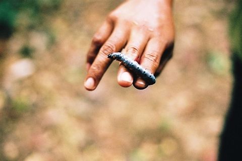 Caterpillar in Peru  Geotagged,Peru