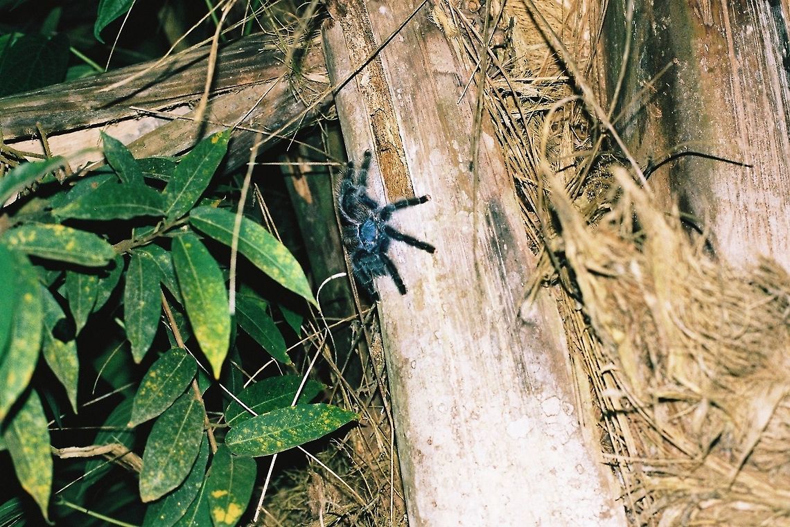 Big spider on tree in Peru  Geotagged,Peru