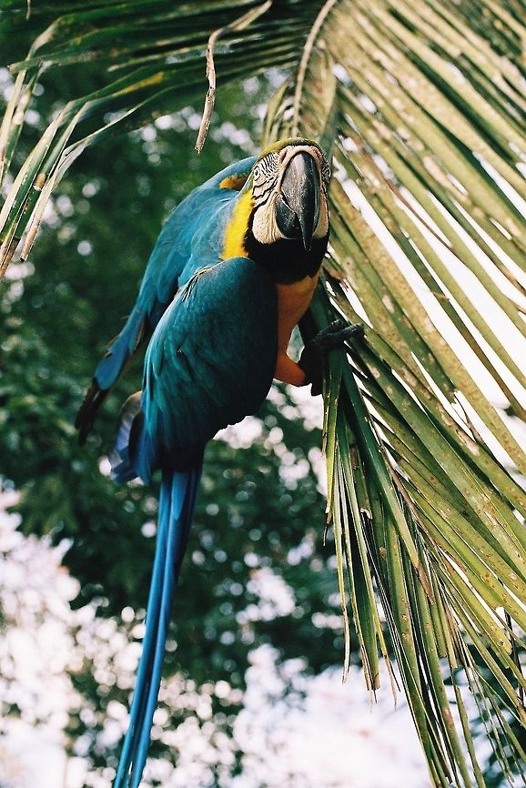Blue-and-Yellow Macaw in Peru  Ara ararauna,Blue-and-Yellow Macaw,Geotagged,Peru