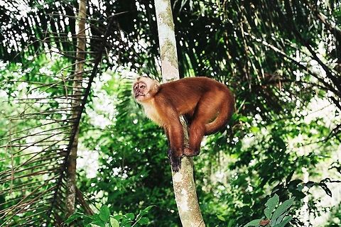 White-fronted capuchin in Peru  Cebus albifrons,Geotagged,Peru,White-fronted capuchin