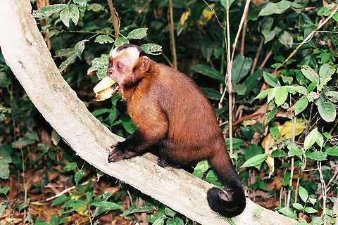 White-fronted capuchin in Peru feeding  Cebus albifrons,Geotagged,Peru,White-fronted capuchin