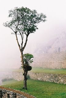 Machu Picchu tree, Peru Machu Picchu Geotagged,Peru