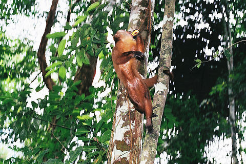 White-fronted capuchin climbing and eating in Peru Amazon Jungle, Peru Cebus albifrons,Geotagged,Peru,White-fronted capuchin
