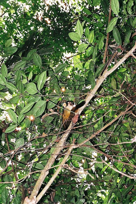 96 Amazonia del Peru Black-capped squirrel monkey,Geotagged,Peru,Saimiri boliviensis