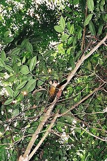 96 Amazonia del Peru Black-capped squirrel monkey,Geotagged,Peru,Saimiri boliviensis
