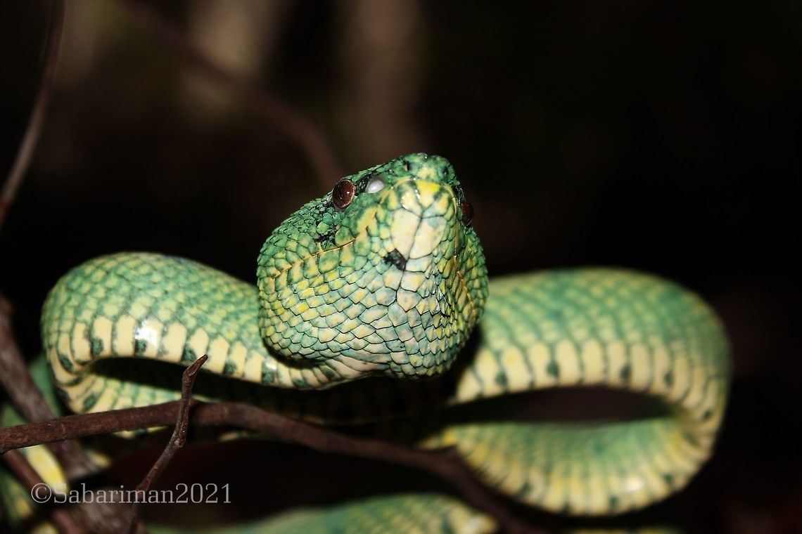 BORNEO KEELED PIT VIPER (Tropidolaemus subannulatus (Gray,1842) Most common and the only &#039;Viper&#039; species in Bako National Park. Bornean Keeled Pit Viper,Geotagged,Malaysia,Tropidolaemus subannulatus