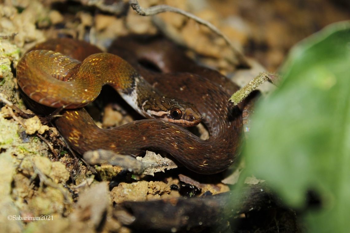 RED-BELLIED KEELBACK WATER SNAKE  Rhabdophis conspicillatus  (Gunther ,1872) Nocturnal and terrestrial species . Geotagged,Malaysia,Red-bellied Keelback,Rhabdophis conspicillatus