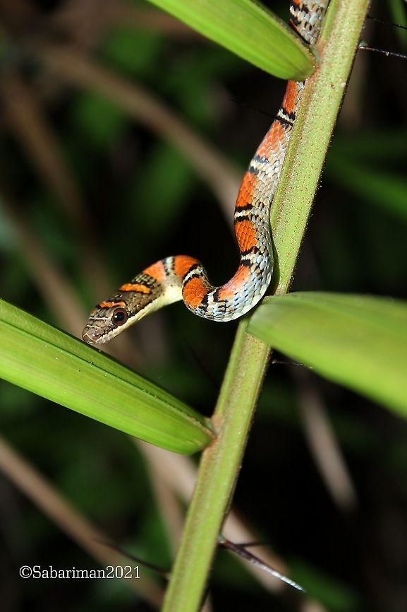 TWIN-BARRED FLYING SNAKE Chrysopelia pelias (Linnaeus,1785) An arboreal species and the smallest of it genus Chrysopelia. Chrysopelea pelias,Geotagged,Malaysia,Twin-barred tree snake