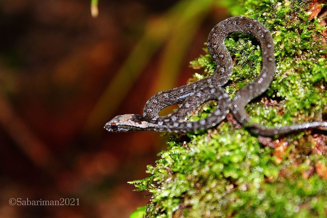 PAINTED MOCK VIPER (Psammodynastes pictus,GUNTHER 1858) An arboreal and nocturnal species of Bako National Park. Geotagged,Malaysia,Painted mock viper,Psammodynastes pictus