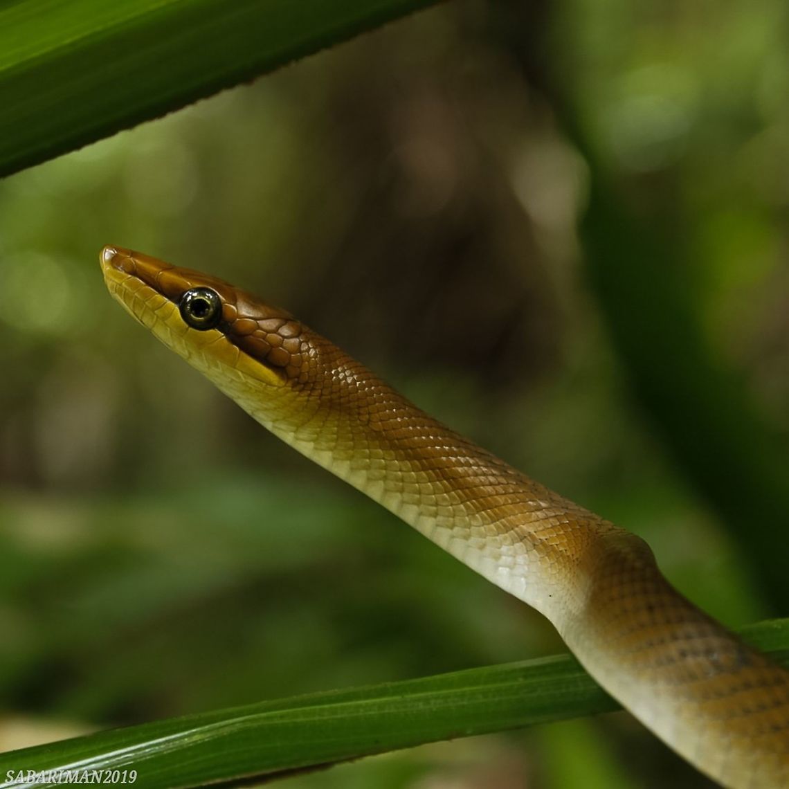 RED TAILED RACER (Gonyosoma oxycephalum,Boie,1827) Southeast Asia endemic.The Red-tailed green ratsnake, also known as the arboreal ratsnake and Red-tailed Racer, is a non-venomous snake.often,you will see it green colour but brown colour is recorded as well. Geotagged,Gonyosoma oxycephalum,Malaysia,Red-tailed green ratsnake,Snakes of Borneo,Spring