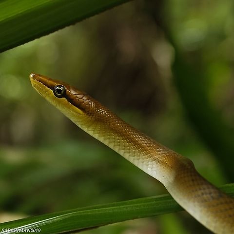 Red-tailed green ratsnake