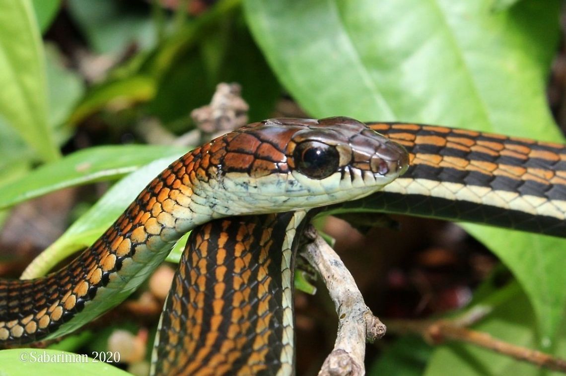 STRIPED-TAILED BRONZE BACK TREE SNAKE (Dendrelaphis caudolineatus| Gray,1834) Dark brown coloration from the head to mid body running along the back gradually changing to light brown towards the tail. Dendrelaphis caudolineatus,Snakes of Borneo,Striped Bronzeback