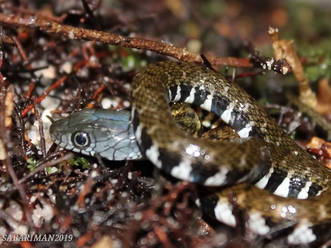 MALAYAN SPOTTED KEELBACK WATER SNAKE (Xenochrophis maculatus |Edeling,1864) Semi-aquatic snake and mostly active during daylight. The picture above is a juvenile. Geotagged,Large-eyed Water Snake,Malaysia,Snakes of Borneo,Spring,Xenochrophis maculatus