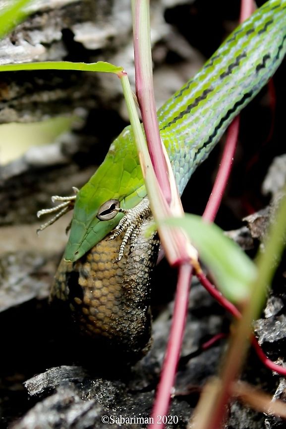 ORIENTAL WHIP SNAKE (Ahaetulla prasina) Ahaetulla prasina is a species of snake in the family Colubridae native to southern Asia. Mildly venomous but not dangerous to human. Southeast Asia endemic. Ahaetulla prasina,Geotagged,Malaysia,Oriental whipsnake,Snakes of Borneo,Winter