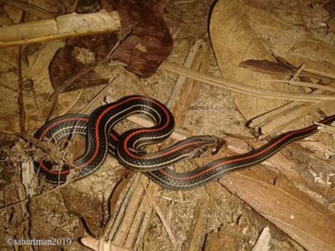EIGHT-LINED KUKRI SNAKE (Oligodon octolineatus |Schneider,1801) Potentially mistaken as Malayan banded  coral snake ( Calliopsis intestinalis) .Eight lined Kukri snakes, however, are non-venomous and quite harmless, though thay may attempt to bite if provoked. Geotagged,Malaysia,Oligodon octolineatus,Snakes of Borneo,Striped kukri snake