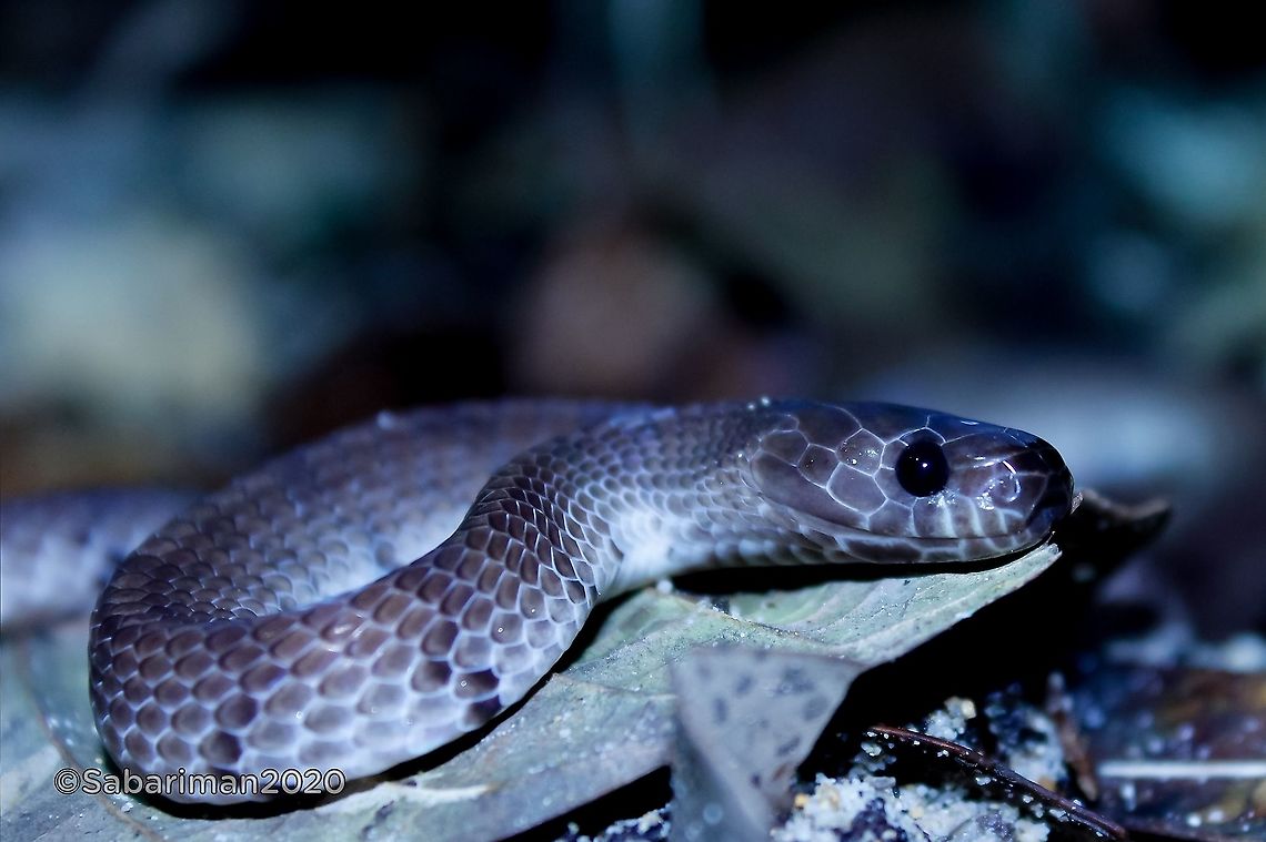 SMOOTH SLUG SNAKE (Asthenodipsas laevis |Boie, 1827) A taxonomic reappraisal of the Smooth Slug Snake Asthenodipsas laevis (Boie, 1827) (Squamata: Pareidae) in Borneo with the description of two new species<br />
<br />
EVAN S.H. QUAH, L. LEE GRISMER, KELVIN K.P. LIM, M.S. SHAHRUL ANUAR, AUL Y. IMBUN<br />
<br />
Abstract<br />
<br />
A review of the taxonomic status of the Smooth Slug Snake (Asthenodipsas laevis) in Borneo resulted in the discovery of two previously unrecognised species from the highlands of Sabah, East Malaysia. Asthenodipsas jamilinaisi sp. nov. and A. stuebingi sp. nov. are presumed to be closely related to A. laevis based on similarities in pholidosis and patterning but can be separated from A. laevis by their dorsal scale rows of 15/15/15 vs 15/15/13 and the presence of a sharp vertebral keel. Asthenodipsas jamilinaisi sp. nov. can be further differentiated from A. stuebingi sp. nov. by the greatly enlarged size of the vertebral scales, higher number of ventrals in males (173&ndash;175 vs 165), higher number of subcaudals (53 vs 35&ndash;47) and colour pattern (dark overall with indistinct bands vs lighter head and body with clear, distinct bands and a dark neck patch). The discovery highlights the need for more careful examination of much of the herpetofauna of Borneo that still remains underestimated and understudied. There is an urgent need for continued surveys into its diversity and the collection of genetic material for integrated taxonomic revisions. Asthenodipsas laevis,Smooth Slug Snake,Snakes of Borneo