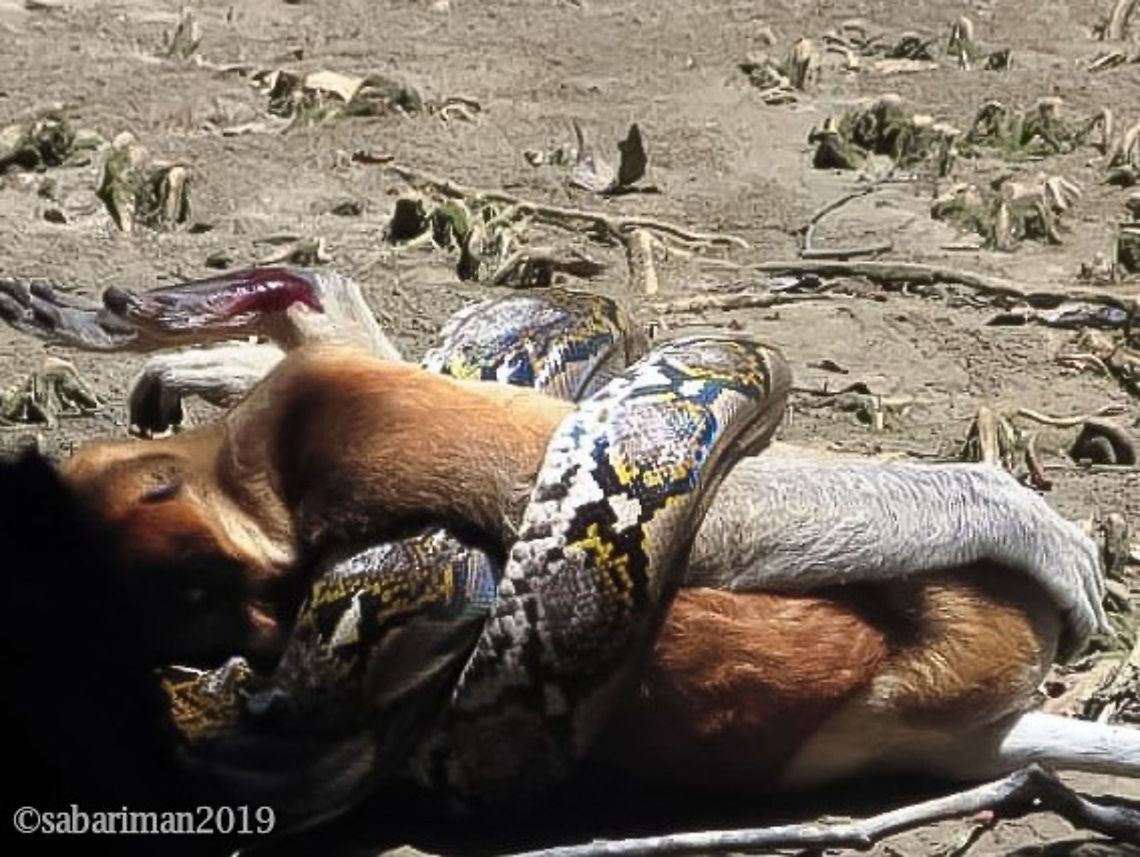 RETICULATED PYTHON Malayopython reticulatus |SCHNEIDER, 1801) Longest snake in the world . Geotagged,Malaysia,Python reticulatus,Reticulated python,Snakes of Borneo