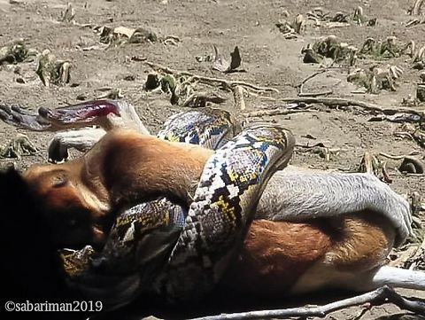RETICULATED PYTHON Malayopython reticulatus |SCHNEIDER, 1801) Longest snake in the world . Geotagged,Malaysia,Python reticulatus,Reticulated python,Snakes of Borneo