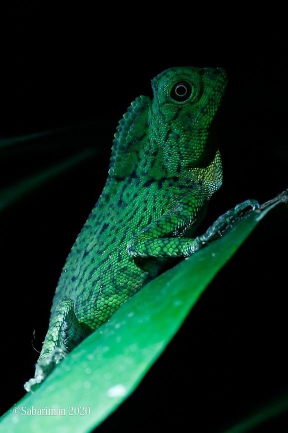 DORIA'S ANGLED HEADED LIZARD ( Gonocephalus DORIAE | Peters,1871) Gonocephalus doriae is a species of arboreal lizard in the family Agamidae. The species is endemic to the island of Borneo. Borneo jungle dragon,Doria's Angle-headed Dragon,Geotagged,Gonocephalus doriae,Indonesia,Malaysia,Summer