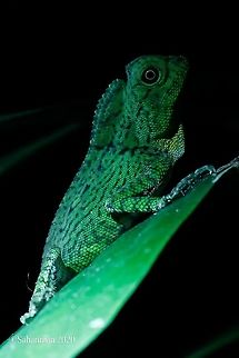 DORIA'S ANGLED HEADED LIZARD ( Gonocephalus DORIAE | Peters,1871) Gonocephalus doriae is a species of arboreal lizard in the family Agamidae. The species is endemic to the island of Borneo. Borneo jungle dragon,Doria's Angle-headed Dragon,Geotagged,Gonocephalus doriae,Indonesia,Malaysia,Summer