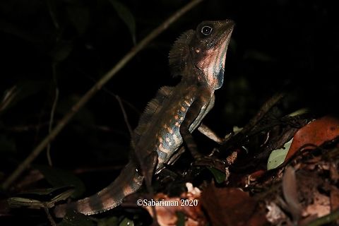 GREAT-ANGLED-HEADED LIZARD ( Gonocephalus grandis |Gray,1845) Great Anglehead Lizard occurs along forest streams in lowland and hill rainforest and particularly freshwater stream. Borneo jungle dragon,Fall,Geotagged,Gonocephalus grandis,Great Angle-headed Dragon,Malaysia