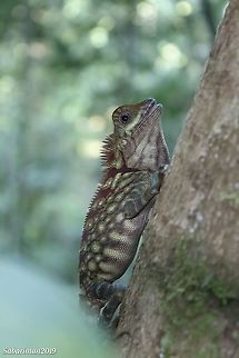 BLUE EYED-ANGLED HEADED LIZARD (Gonocephalus liogaster| Gunther,1872) Common and occur in most part of Borneo rainforest. Blue-eyed Angle-headed Dragon,Borneo jungle dragon,Geotagged,Gonocephalus liogaster,Malaysia,Spring