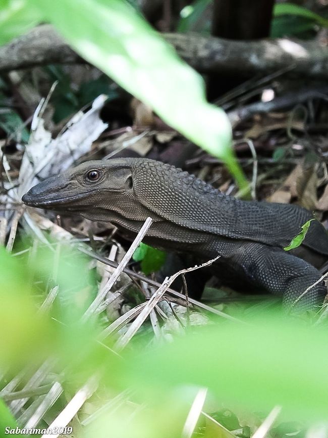 ROUGH NECK MONITOR LIZARD ( Varanus rudicolis| Gray,1845) Rough-necked Monitor due to the presence of enlarged nuchal scales (i.e. the scales on the back of the neck) . Black roughneck monitor lizard,Borneo jungle dragon,Geotagged,Malaysia,Summer,Varanus rudicollis