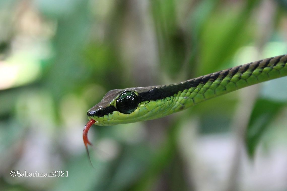 ELEGANT | BEUTIFUL BRONZEBACK TREE SNAKE (Dendrelaphis formosus|Boie,1872) A species of lowland rainforests, the beautiful Elegant Bronzeback is almost exclusively arboreal in habits, rarely descending to the ground.  Dendrelaphis formosus,Elegant bronzeback,Geotagged,Malaysia,Snakes of Borneo