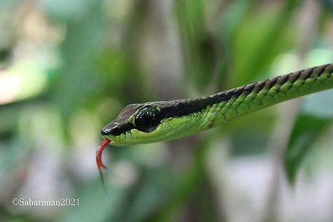 ELEGANT | BEUTIFUL BRONZEBACK TREE SNAKE (Dendrelaphis formosus|Boie,1872) A species of lowland rainforests, the beautiful Elegant Bronzeback is almost exclusively arboreal in habits, rarely descending to the ground.  Dendrelaphis formosus,Elegant bronzeback,Geotagged,Malaysia,Snakes of Borneo