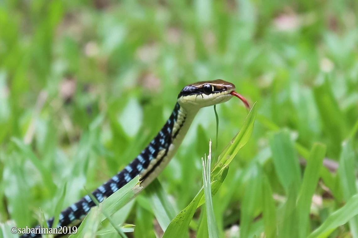 PAINTED BRONZEBACK TREE SNAKE( Dendrelaphis pictus | GMELIN,1789) Ecology Asia<br />
The Painted Bronzeback Dendrelaphis pictus is a widespread and adaptable species occurring in a broad range of habitats.Occurs in South-east Asia and India. Dendrelaphis pictus,Fall,Geotagged,Malaysia,Painted Bronzeback,Snakes of Borneo