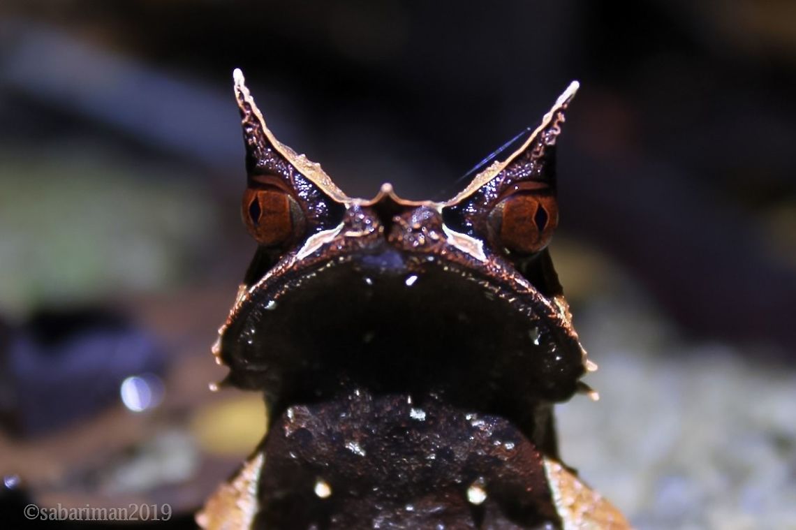 BORNEO HORNED FROG ( Megophrys nasuta) Bornean Horned Frog Megophrys nasuta is a common species in the lowlands of Borneo, but also occurs up to montane levels. AMPHIBIANS OF BORNEO,Geotagged,Long-nosed horned frog,Malaysia,Pelobatrachus nasutus,Spring