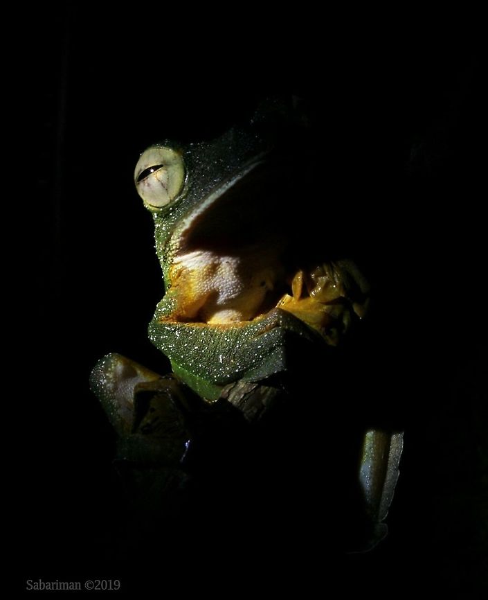 WALLACE'S FLYING FROG ( Rhacophorus nigropalmatus) Also known as parachute frogs, Wallace&#039;s flying frogs inhabit the dense tropical jungles of Malaysia and Borneo.  AMPHIBIANS OF BORNEO,Geotagged,Malaysia,Rhacophorus nigropalmatus,Spring,Wallace's Flying Frog