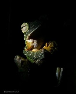 WALLACE'S FLYING FROG ( Rhacophorus nigropalmatus) Also known as parachute frogs, Wallace's flying frogs inhabit the dense tropical jungles of Malaysia and Borneo.  AMPHIBIANS OF BORNEO,Geotagged,Malaysia,Rhacophorus nigropalmatus,Spring,Wallace's Flying Frog