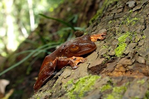 HARLEQUIN TREE FROG (Rhacophorus pardalis) Very common 'glider' frog in Borneo rainforest.  AMPHIBIANS OF BORNEO,Geotagged,Harlequin Flying Frog,Malaysia,Rhacophorus pardalis,Winter