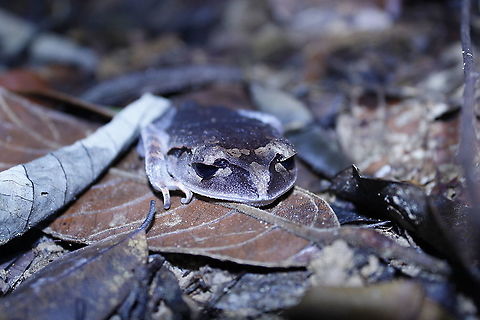 LOWLAND LITTER FROG (Leptobrachium abboti) in Malaysia.