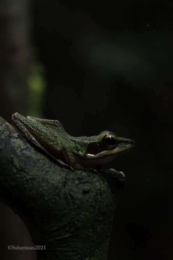 WHITE -LIPPED FROG (Chalcorana raniceps) Borneo endemic and common. AMPHIBIANS AND REPTILES OF BAKO,Copper-cheeked Frog,Geotagged,Hylarana raniceps,Malaysia